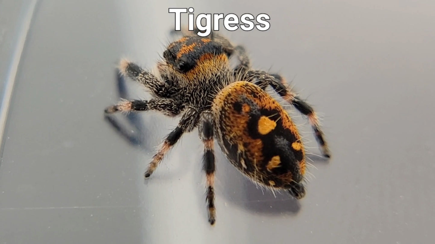 Tigress - Female Regal (Shipping Invoiced Separately)