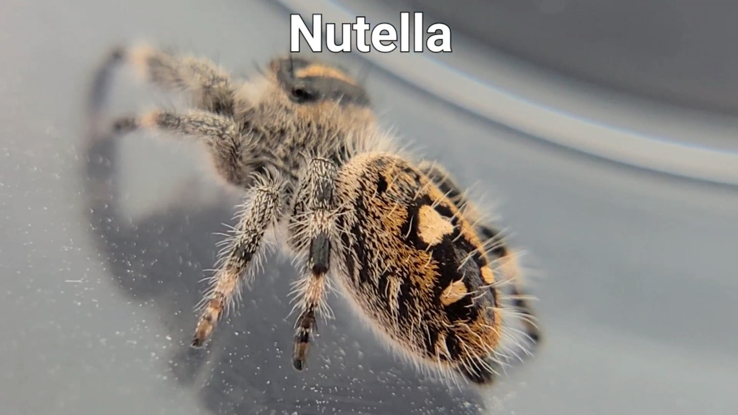 Nutella - Female Regal (Shipping Invoiced Separately)