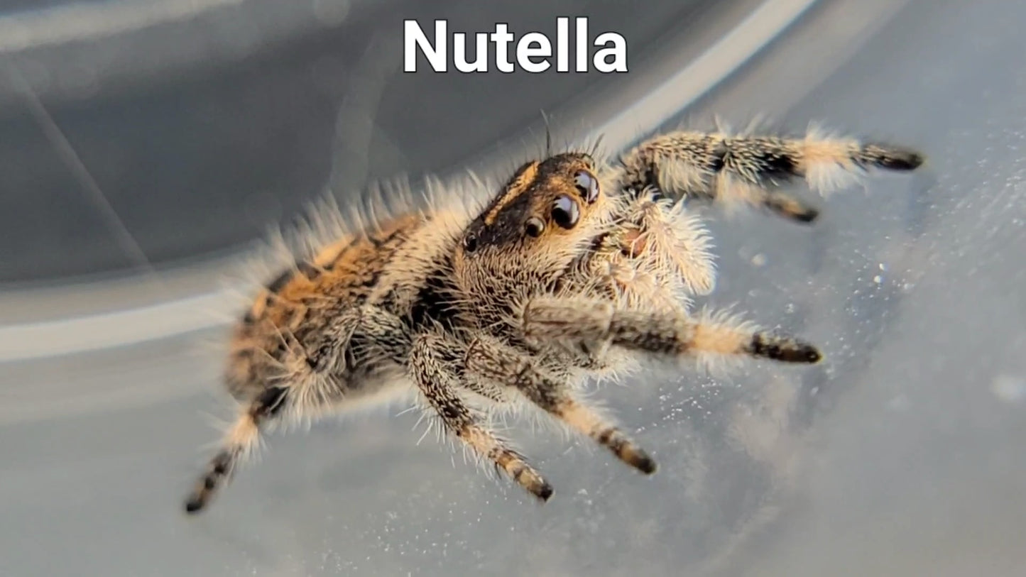 Nutella - Female Regal (Shipping Invoiced Separately)