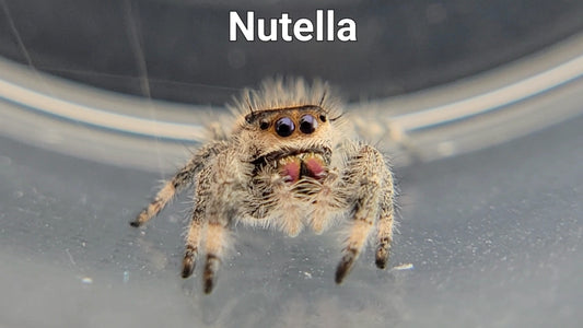 Nutella - Female Regal (Shipping Invoiced Separately)