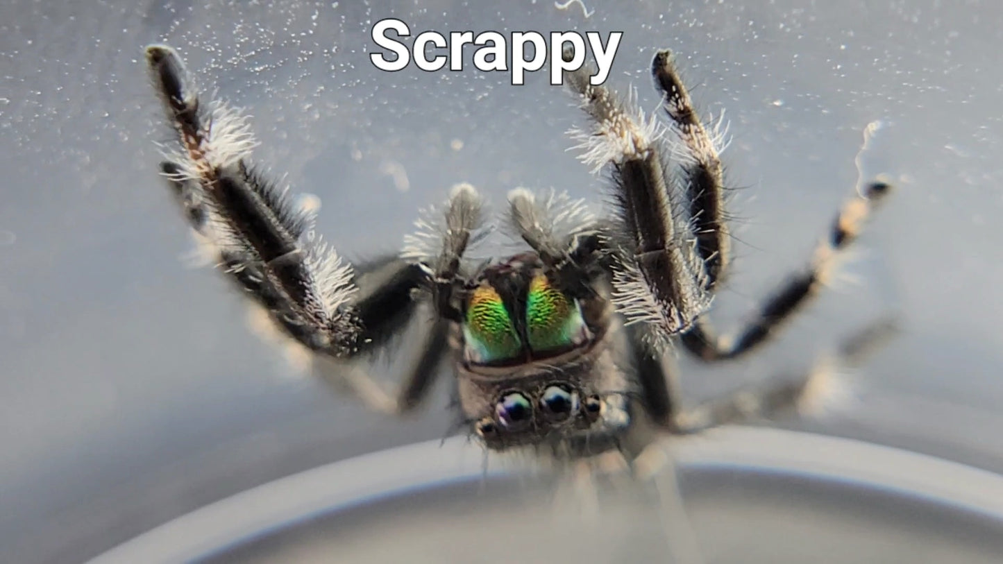 Scrappy - Male Regal (Shipping Invoiced Separately)