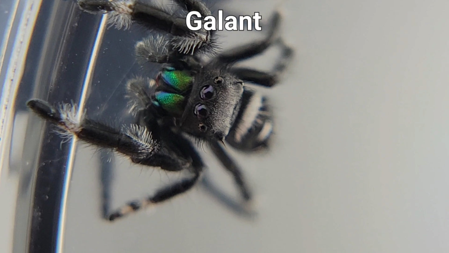 Galant - Male Regal (Shipping Invoiced Separately)