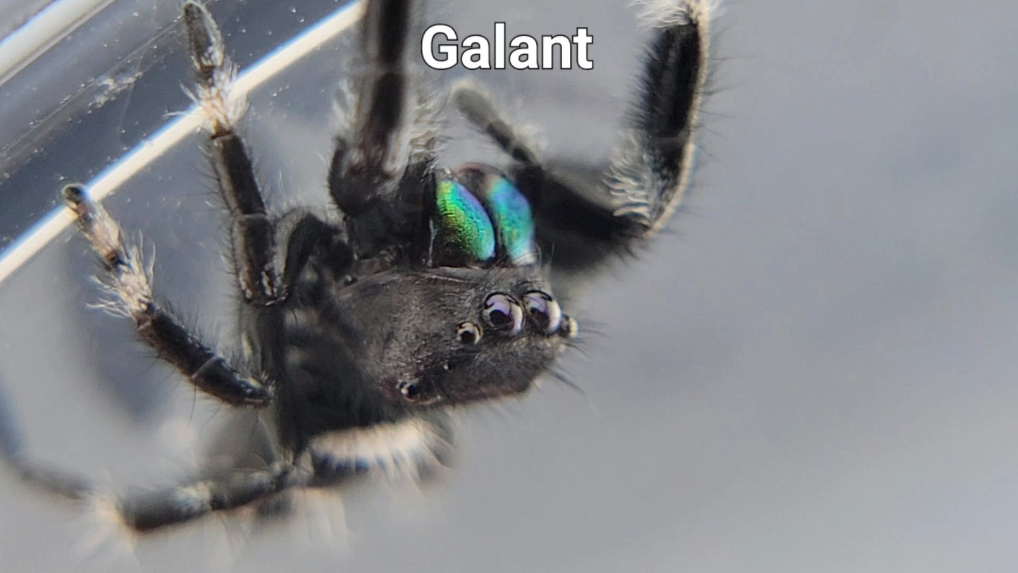 Galant - Male Regal (Shipping Invoiced Separately)