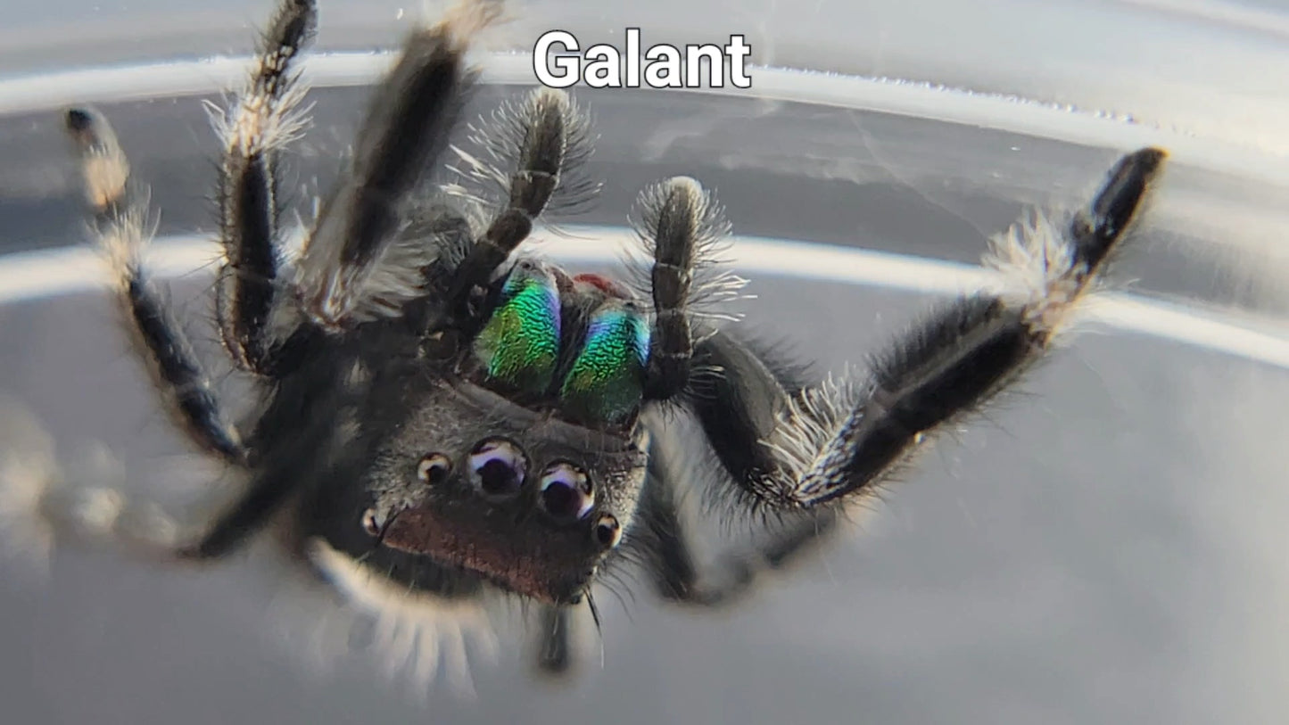 Galant - Male Regal (Shipping Invoiced Separately)