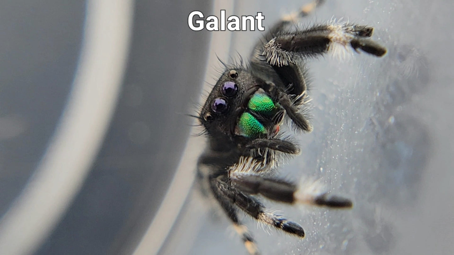 Galant - Male Regal (Shipping Invoiced Separately)