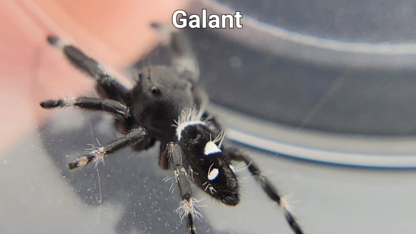 Galant - Male Regal (Shipping Invoiced Separately)