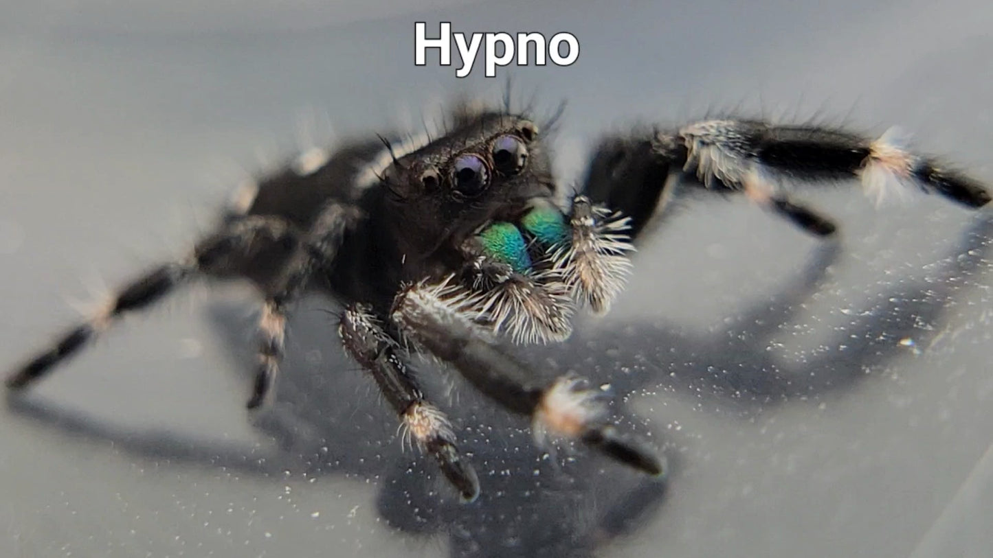 Hypno - Male Regal (Shipping Invoiced Separately)