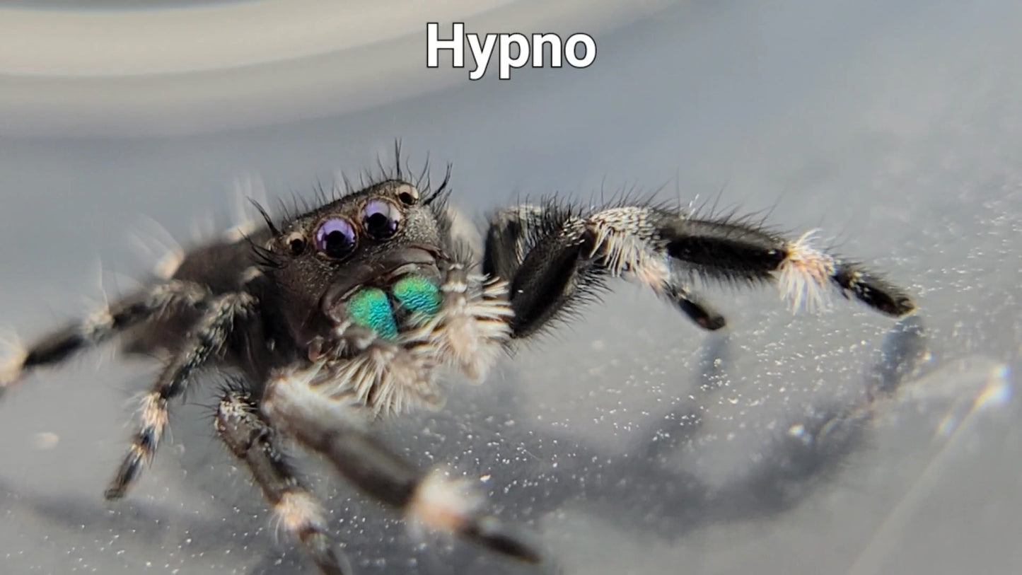 Hypno - Male Regal (Shipping Invoiced Separately)