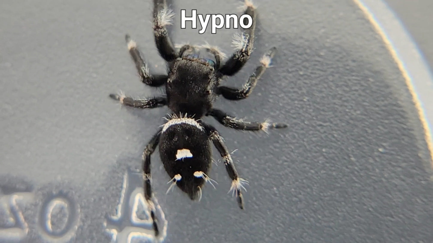 Hypno - Male Regal (Shipping Invoiced Separately)