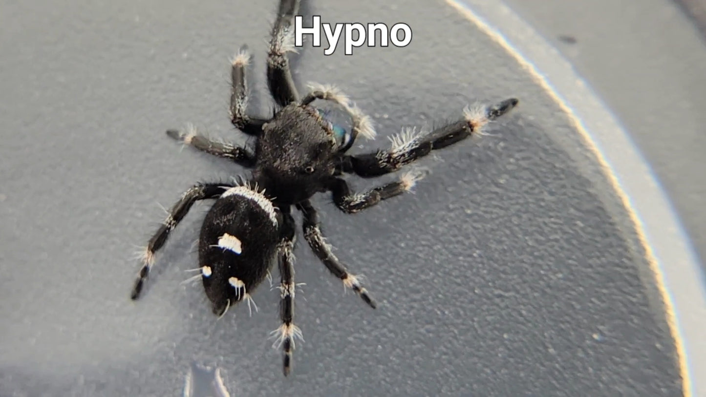 Hypno - Male Regal (Shipping Invoiced Separately)