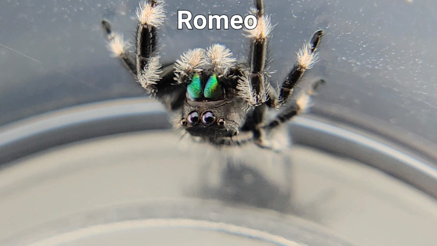 Romeo - Male Regal (Shipping Invoiced Separately)