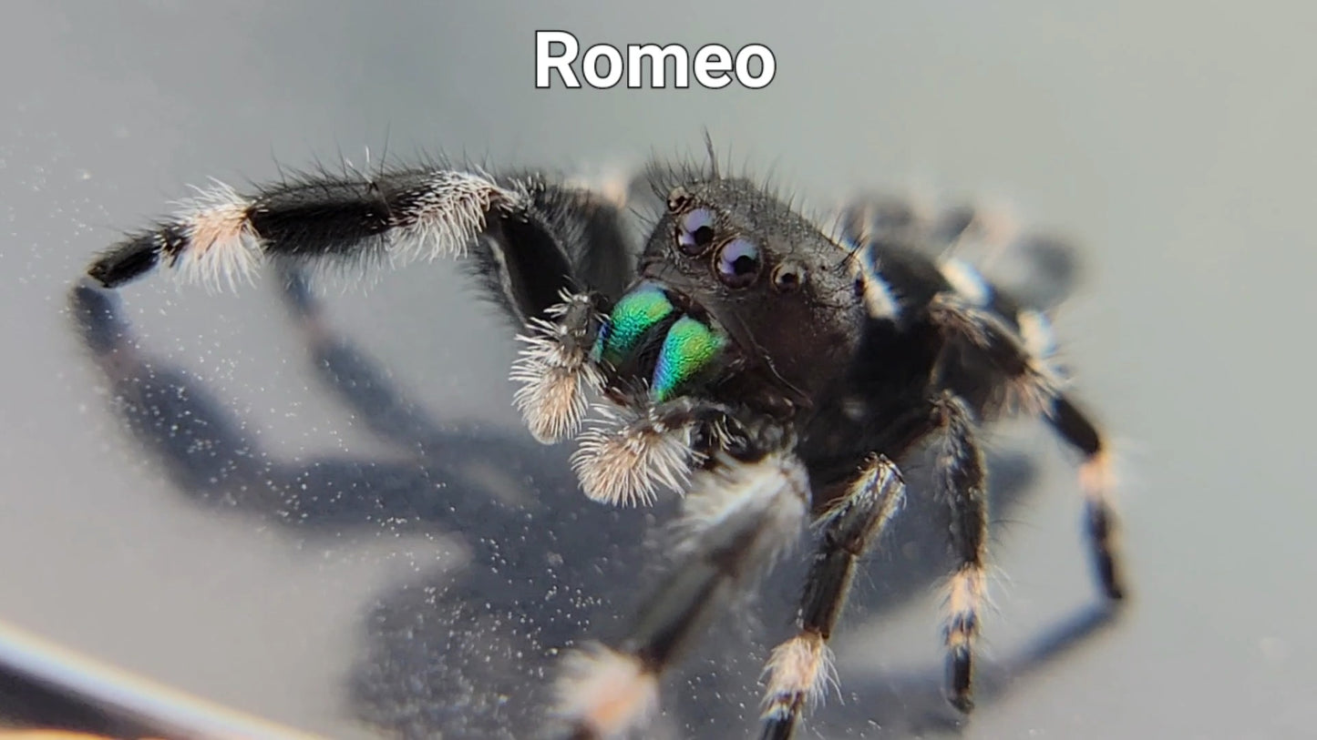 Romeo - Male Regal (Shipping Invoiced Separately)