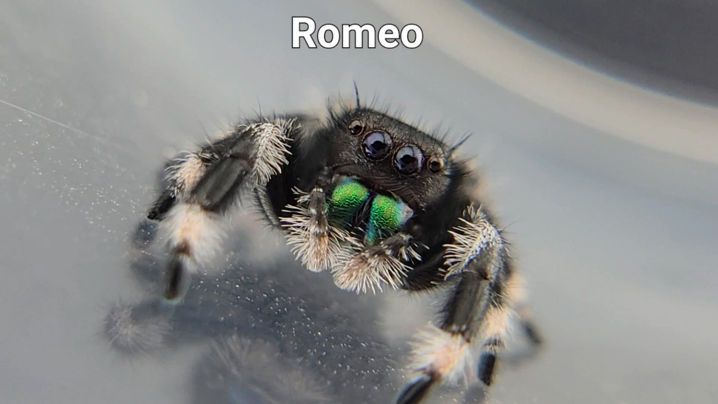 Romeo - Male Regal (Shipping Invoiced Separately)