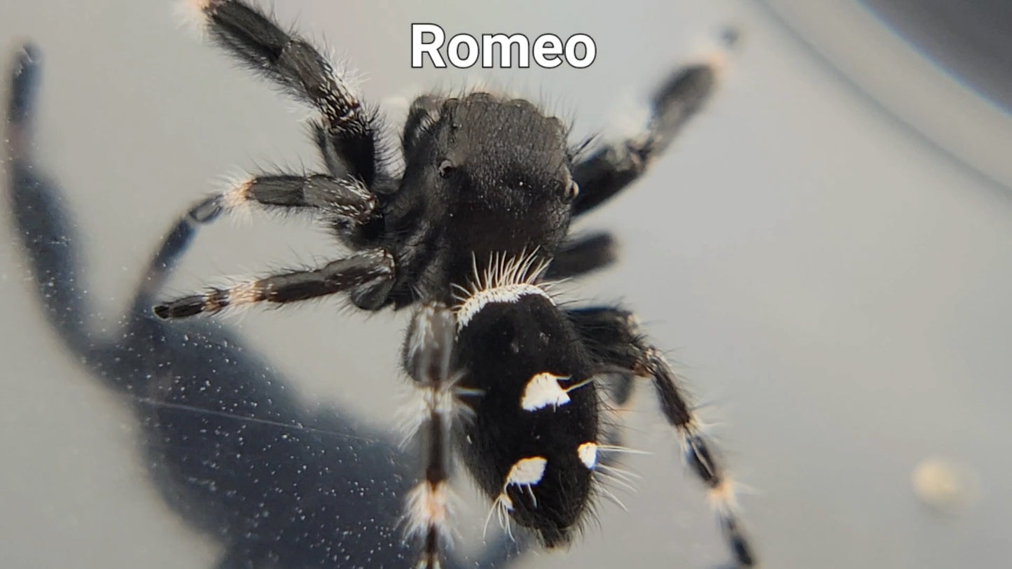 Romeo - Male Regal (Shipping Invoiced Separately)