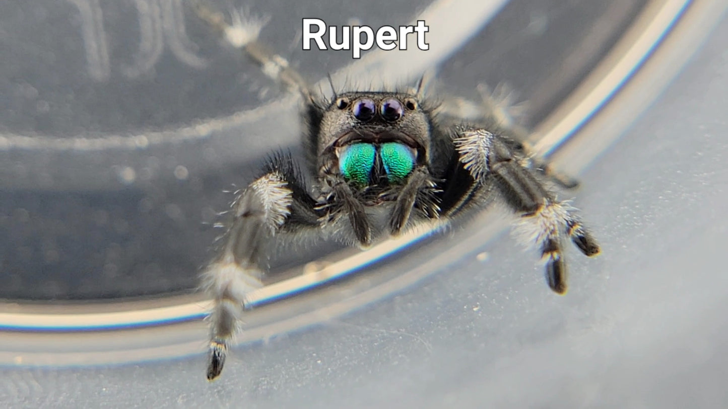 Rupert - Male Regal (Shipping Invoiced Separately)