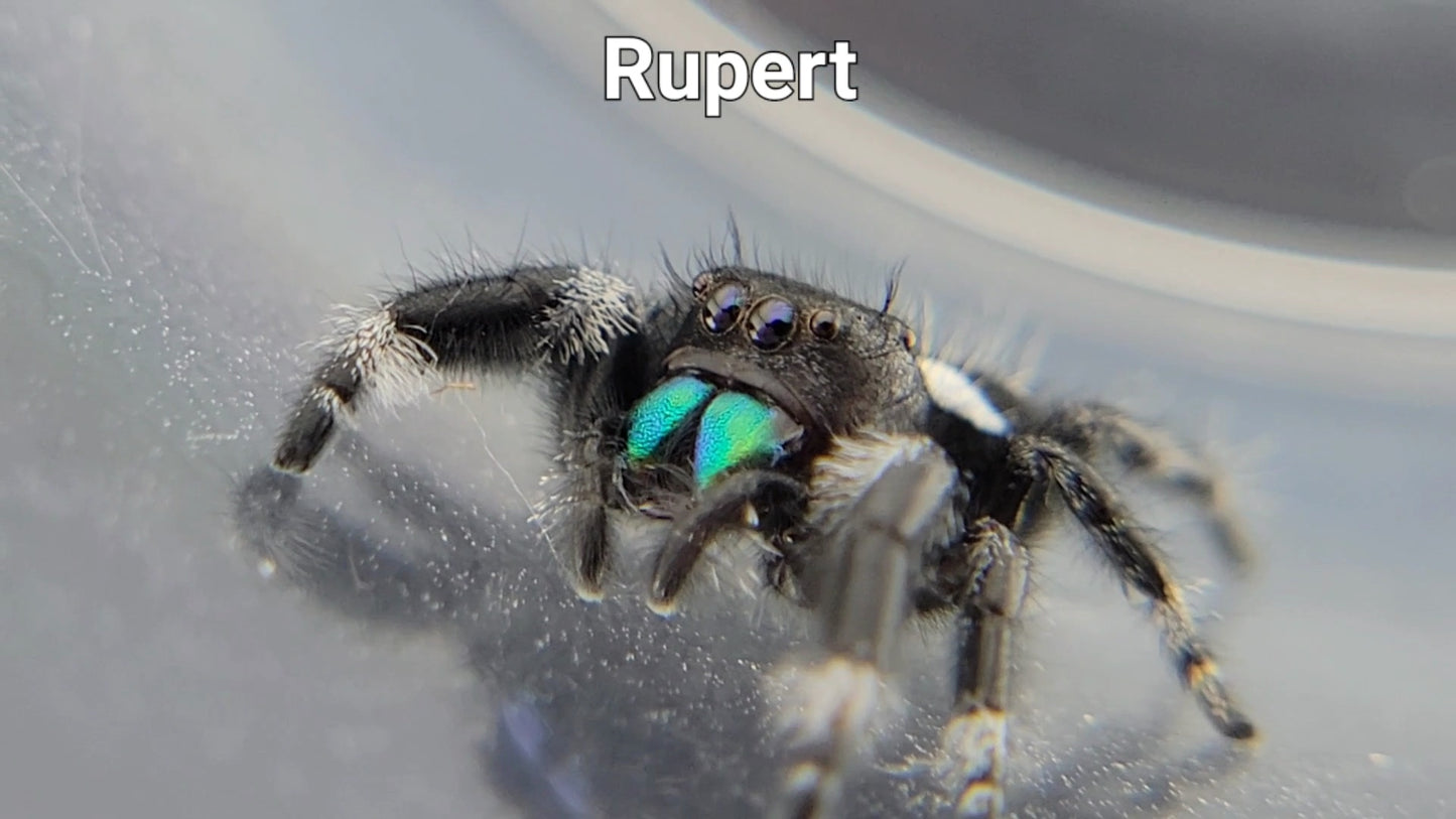 Rupert - Male Regal (Shipping Invoiced Separately)