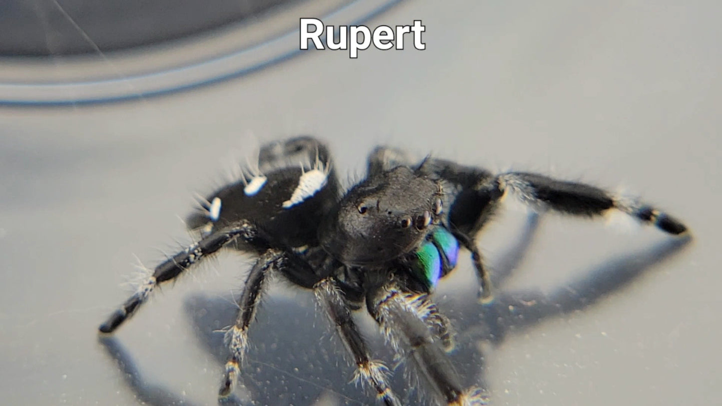 Rupert - Male Regal (Shipping Invoiced Separately)