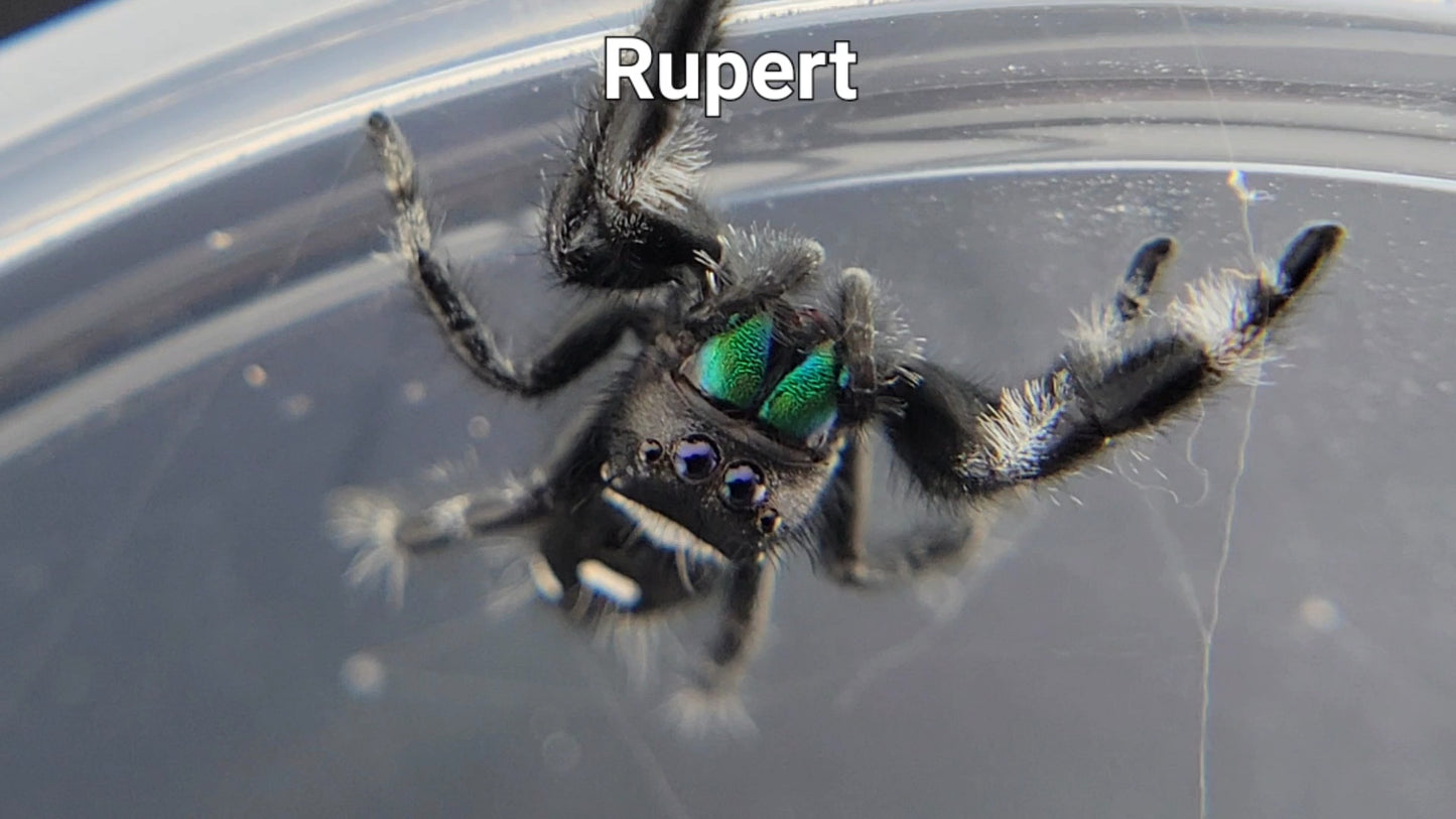 Rupert - Male Regal (Shipping Invoiced Separately)