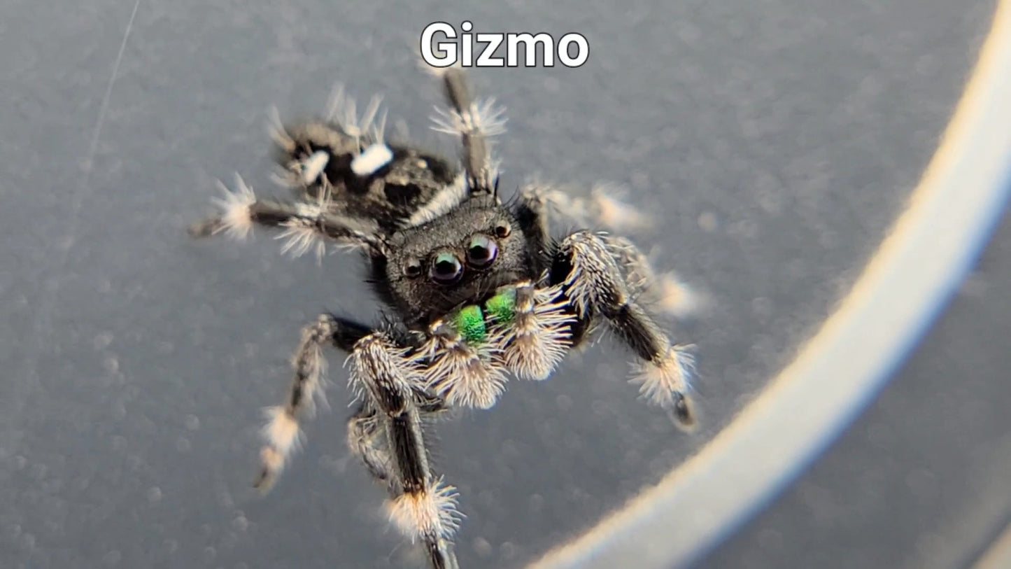 Gizmo - Male Regal (Shipping Invoiced Separately)