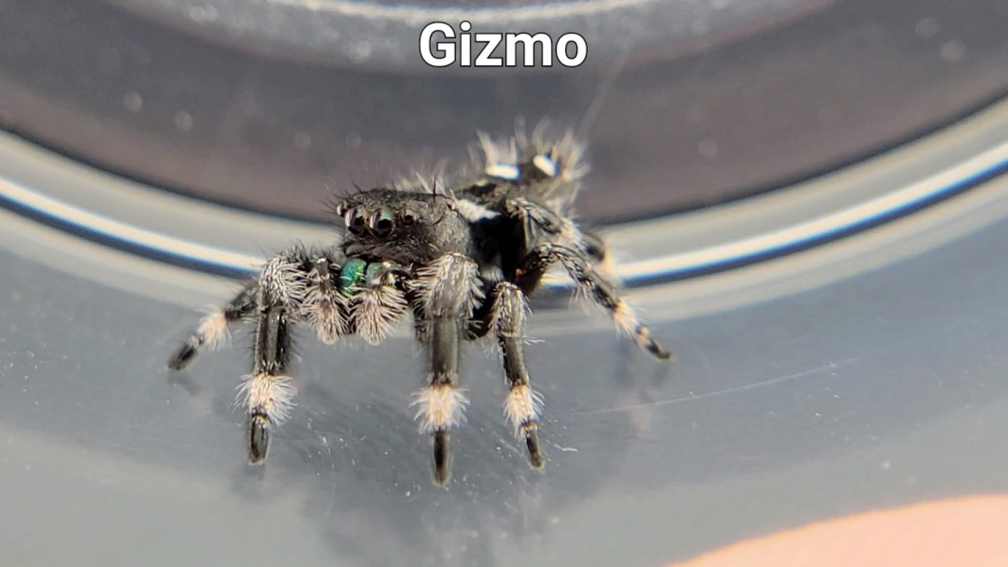 Gizmo - Male Regal (Shipping Invoiced Separately)