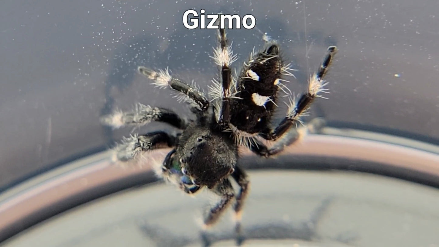 Gizmo - Male Regal (Shipping Invoiced Separately)