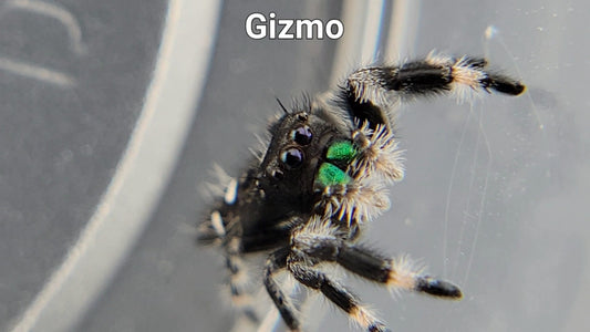 Gizmo - Male Regal (Shipping Invoiced Separately)