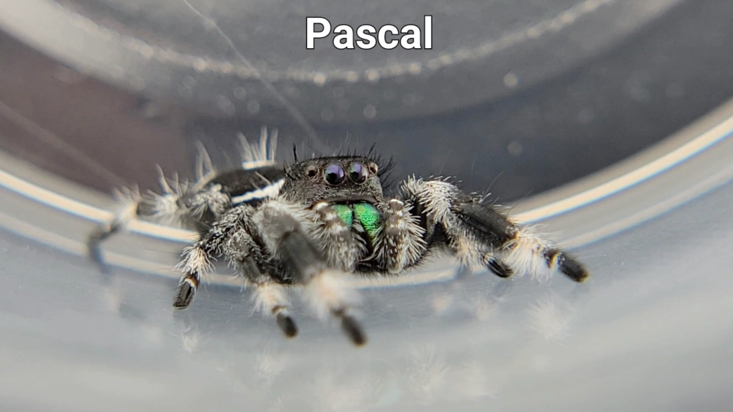 Pascal - Male Regal (Shipping Invoiced Separately)