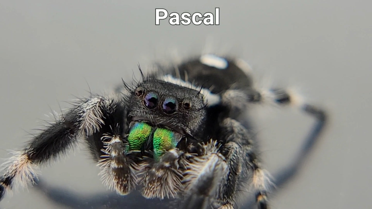 Pascal - Male Regal (Shipping Invoiced Separately)