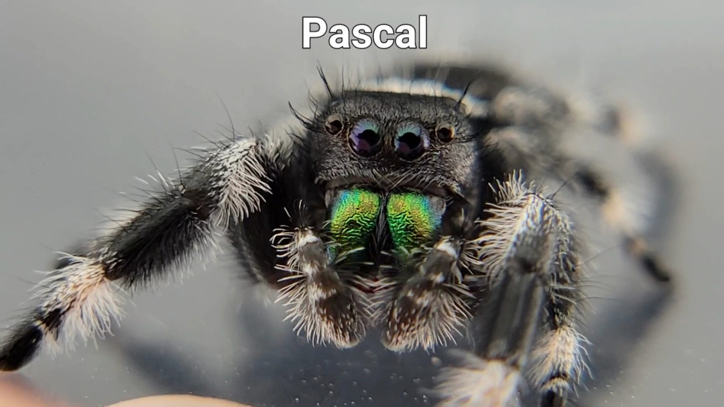 Pascal - Male Regal (Shipping Invoiced Separately)