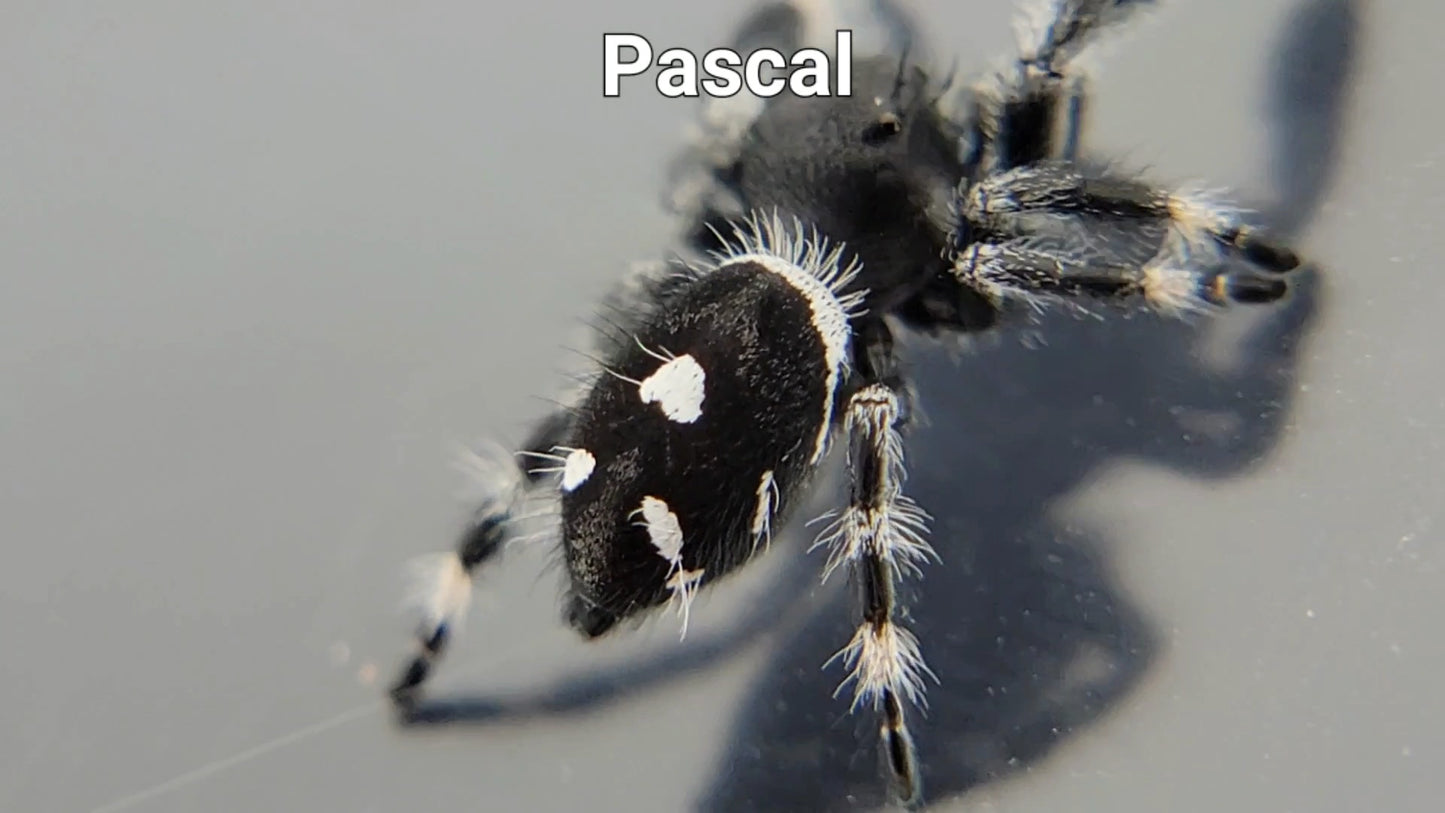 Pascal - Male Regal (Shipping Invoiced Separately)