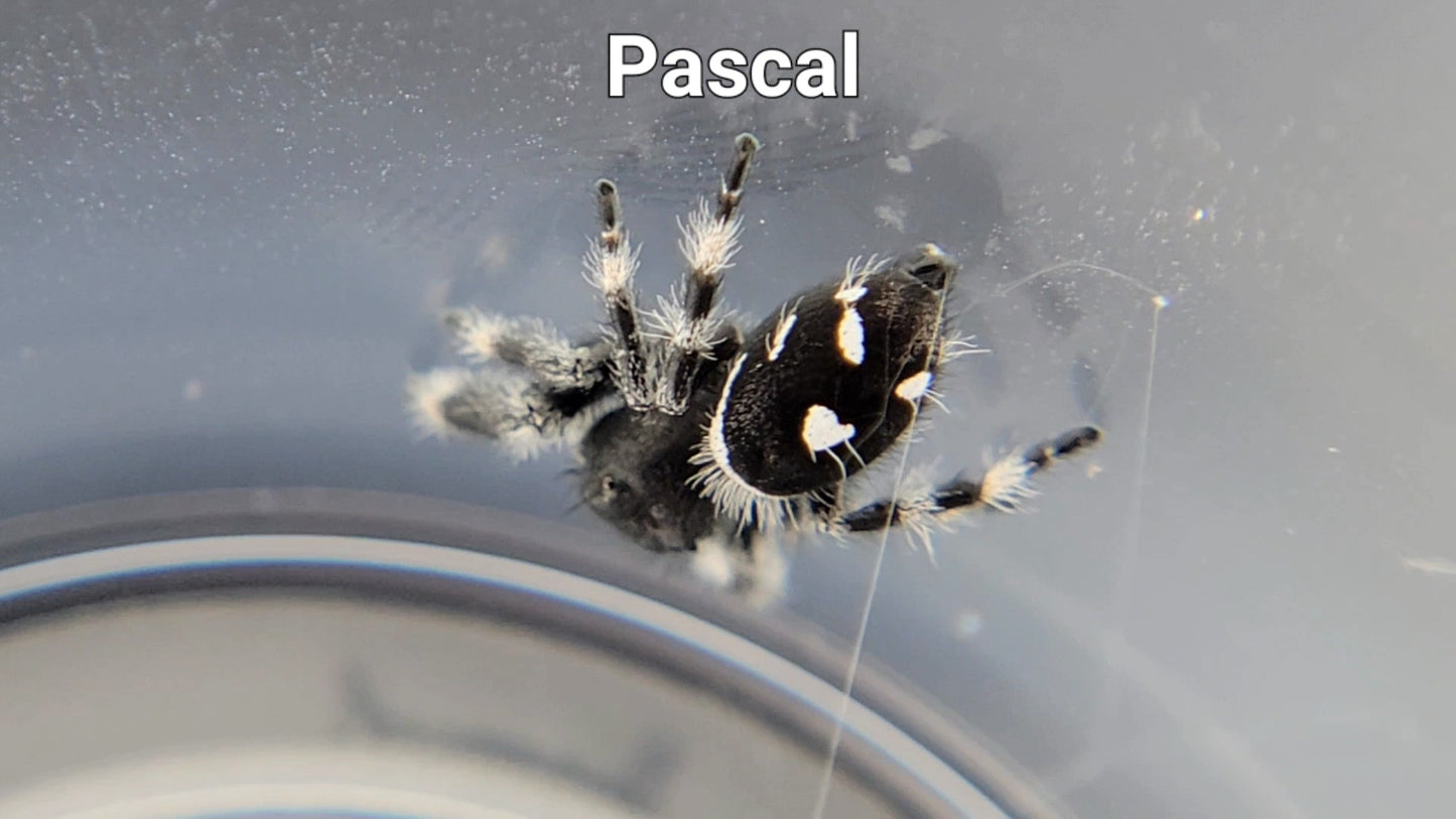 Pascal - Male Regal (Shipping Invoiced Separately)