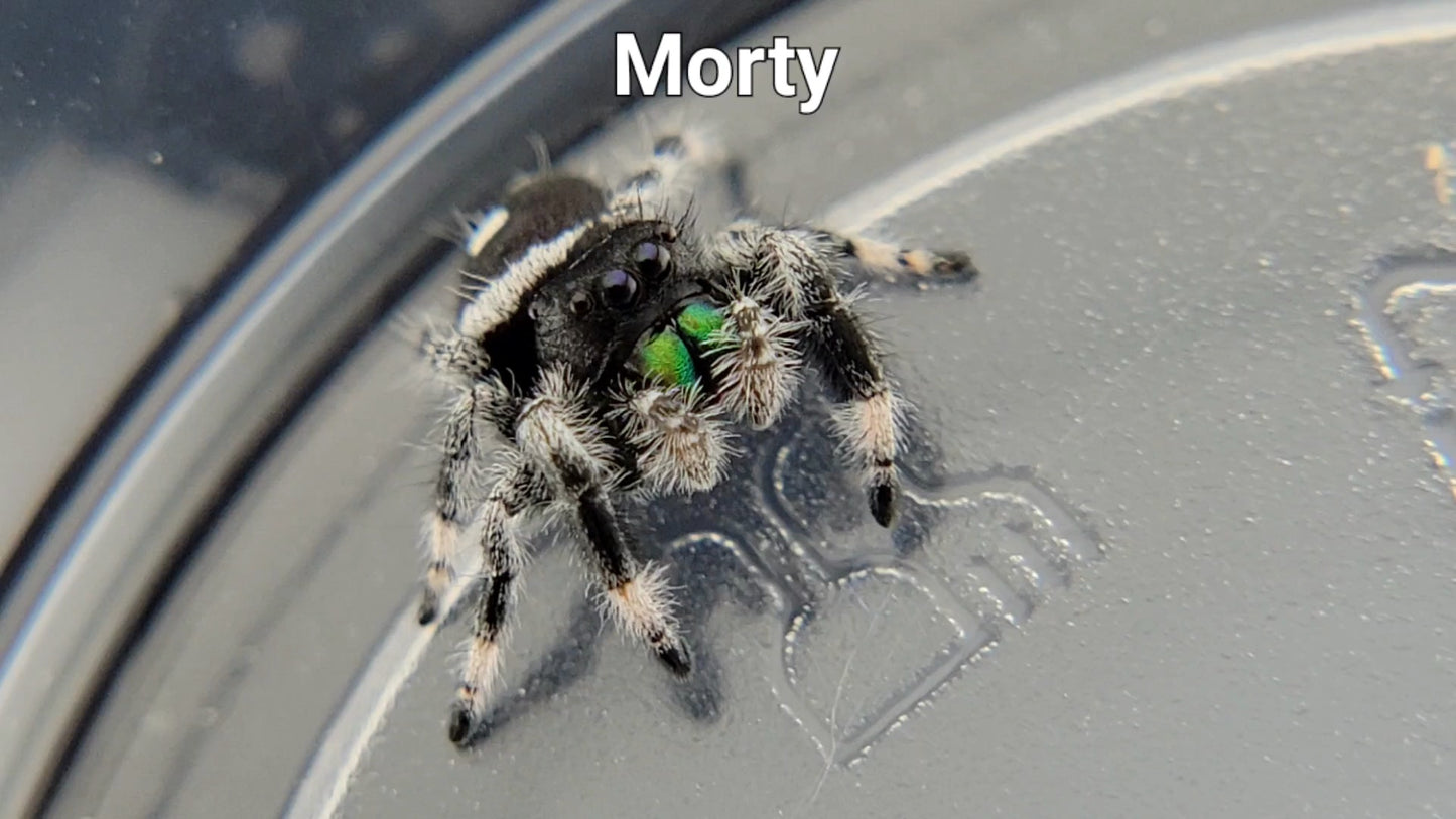 Morty - Male Regal (Shipping Invoiced Separately)