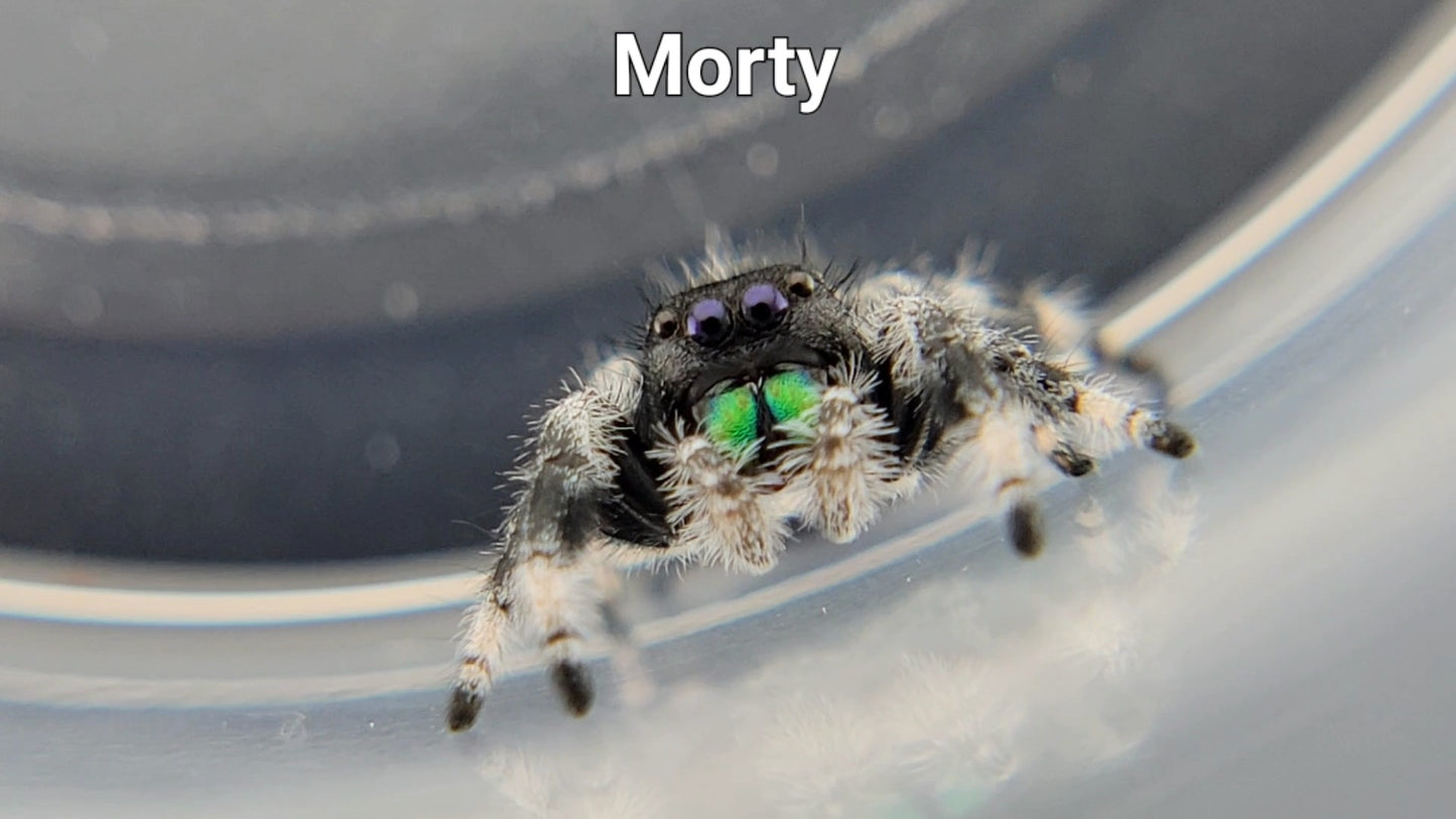 Morty - Male Regal (Shipping Invoiced Separately)