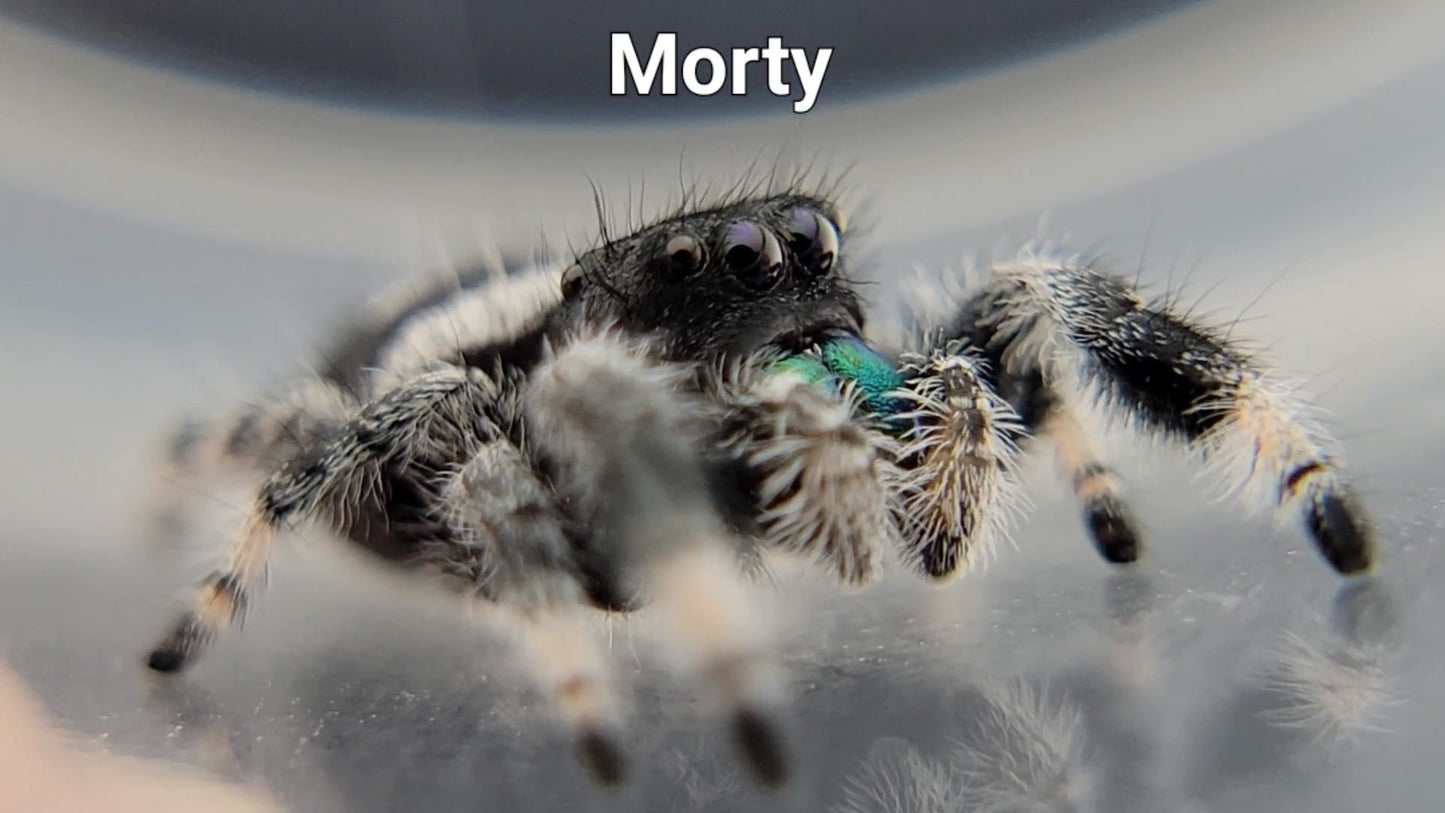 Morty - Male Regal (Shipping Invoiced Separately)