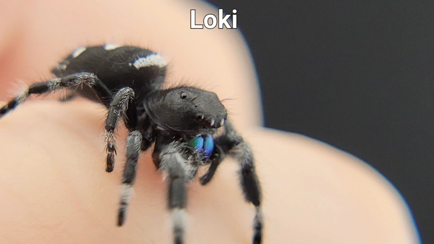 Loki - Male Regal (Shipping Invoiced Separately)