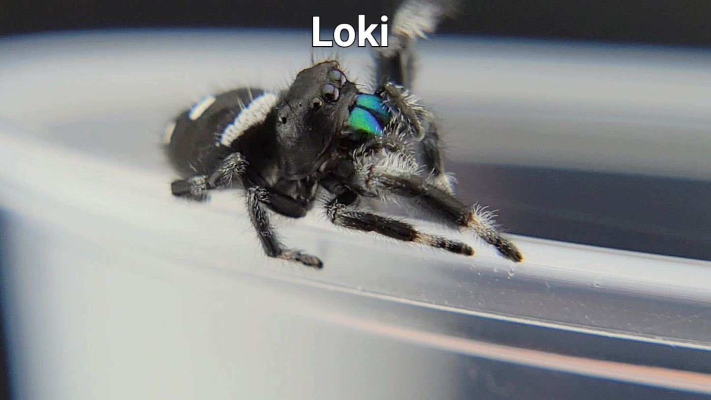 Loki - Male Regal (Shipping Invoiced Separately)