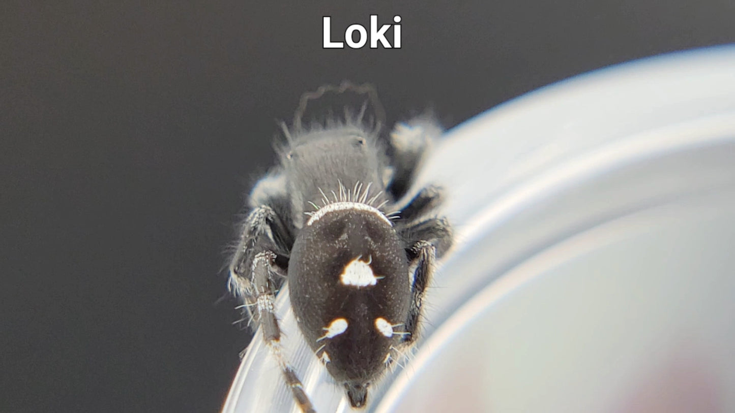 Loki - Male Regal (Shipping Invoiced Separately)