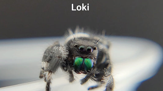 Loki - Male Regal (Shipping Invoiced Separately)