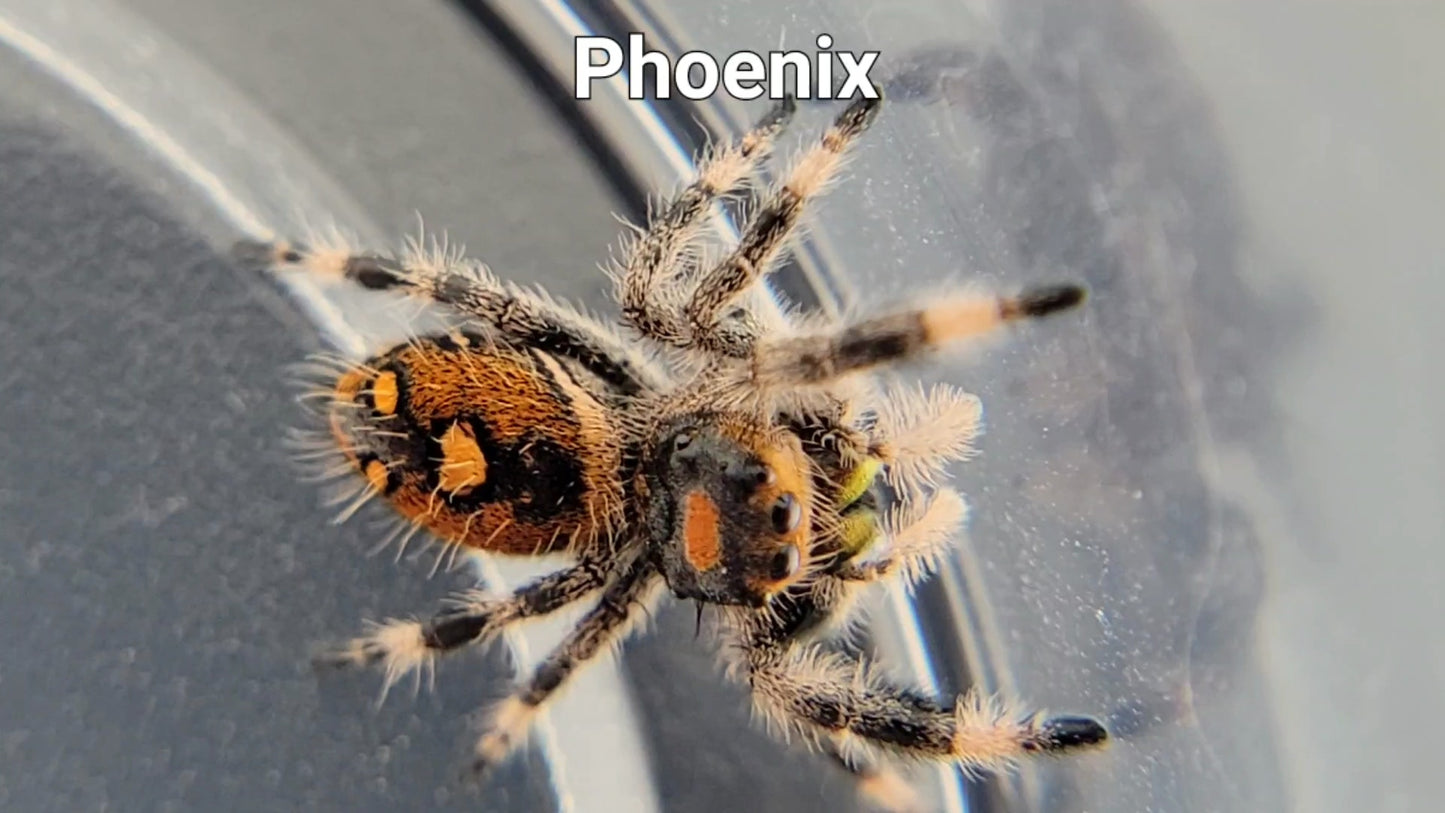 Phoenix - Female Regal (Shipping Invoiced Separately)