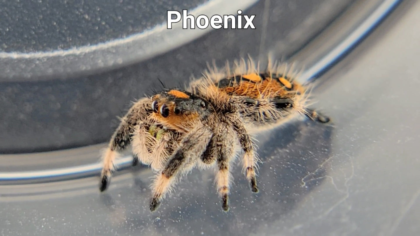 Phoenix - Female Regal (Shipping Invoiced Separately)