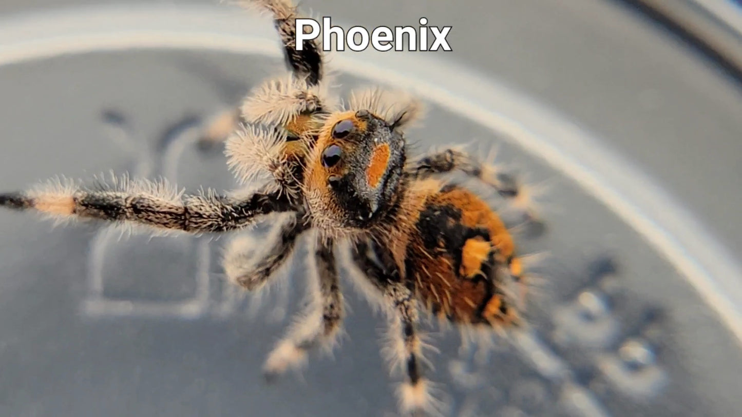 Phoenix - Female Regal (Shipping Invoiced Separately)