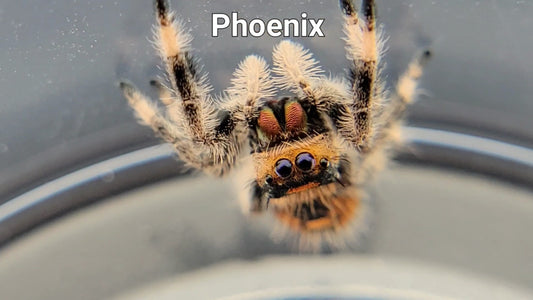 Phoenix - Female Regal (Shipping Invoiced Separately)