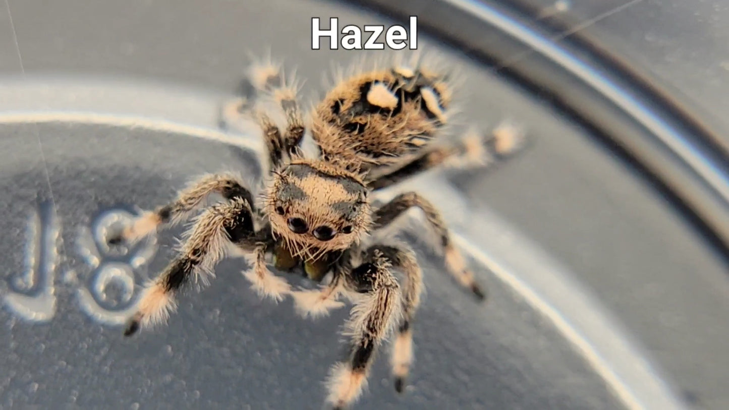 Hazel - Female Regal (Shipping Invoiced Separately)