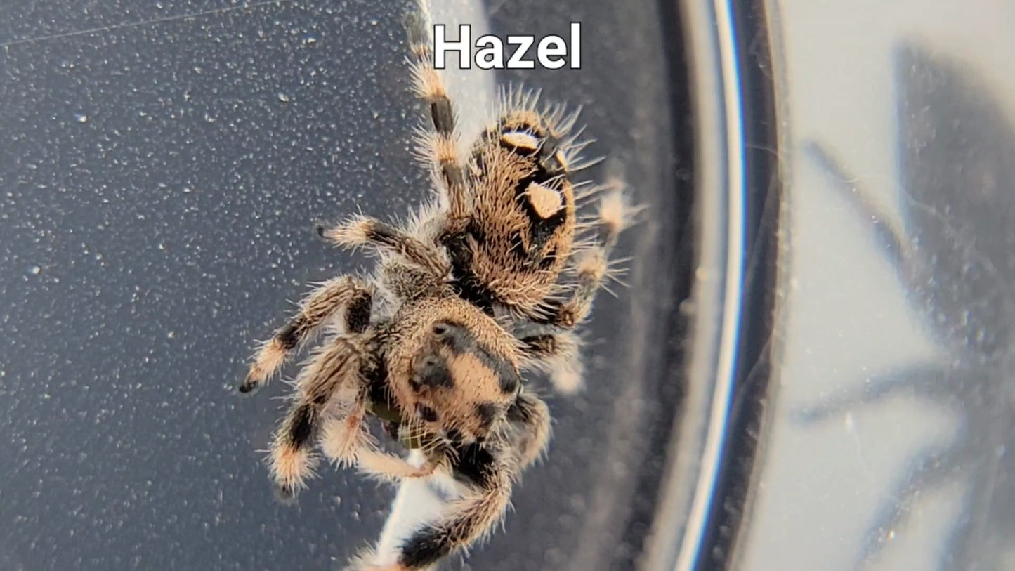 Hazel - Female Regal (Shipping Invoiced Separately)