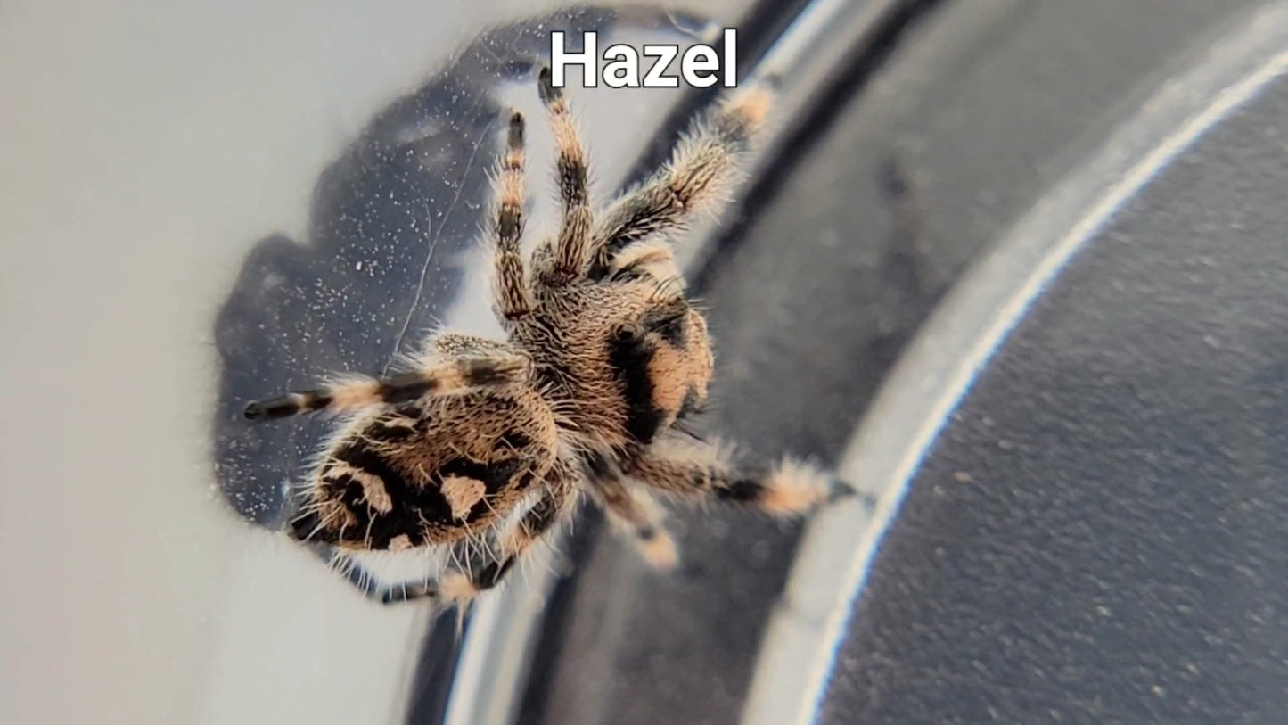 Hazel - Female Regal (Shipping Invoiced Separately)