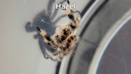 Hazel - Female Regal (Shipping Invoiced Separately)