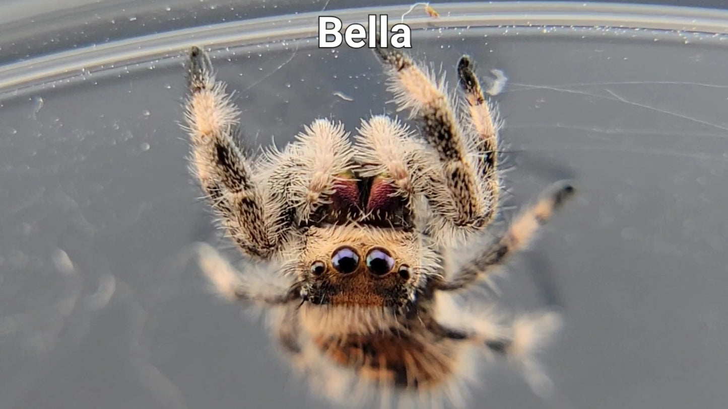 Bella - Female Regal (Shipping Invoiced Separately)