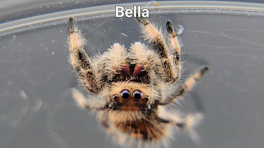 Bella - Female Regal (Shipping Invoiced Separately)