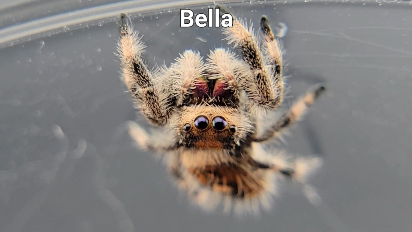 Bella - Female Regal (Shipping Invoiced Separately)