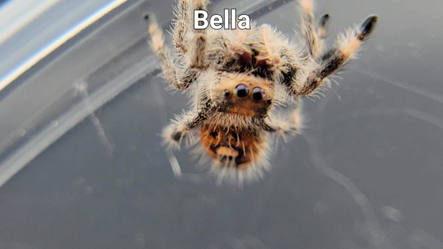 Bella - Female Regal (Shipping Invoiced Separately)